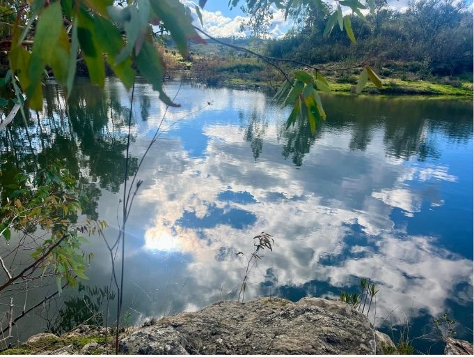 Sunlight streaming through dense green forest foliage, creating long shadows on the mossy ground