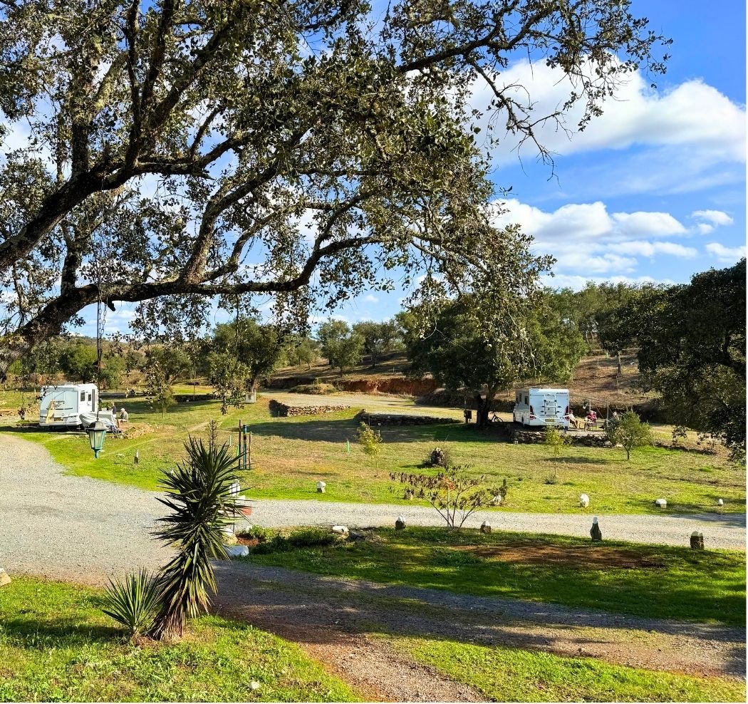 Camping pitches surrounded by cork trees and open sky
